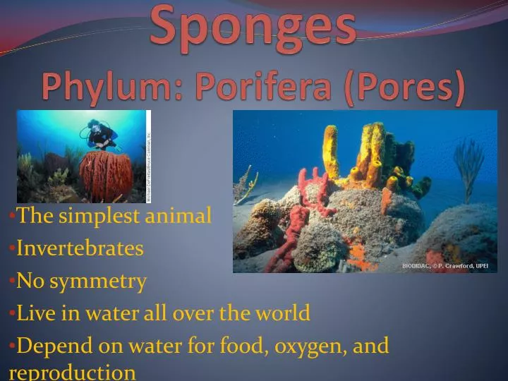 sponges phylum porifera pores