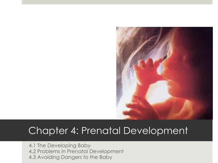 chapter 4 prenatal development