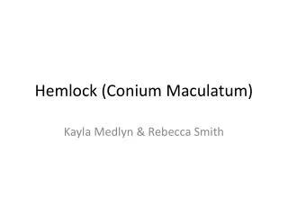 Hemlock (Conium Maculatum )