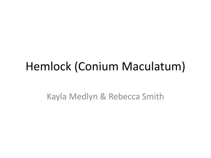 hemlock conium maculatum