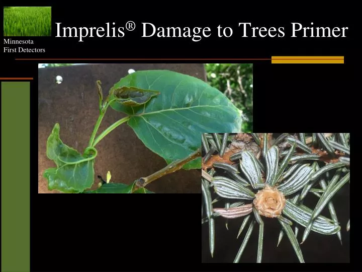 imprelis damage to trees primer