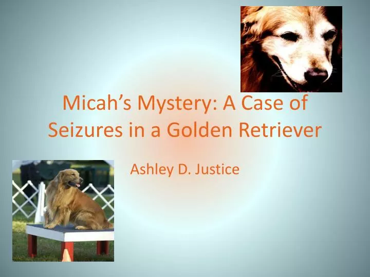 micah s mystery a case of seizures in a golden retriever