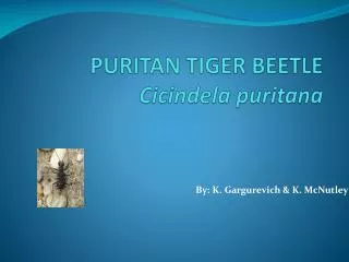 PURITAN TIGER BEETLE Cicindela puritana