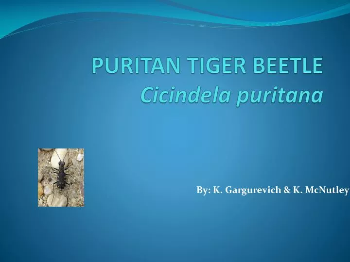 puritan tiger beetle cicindela puritana