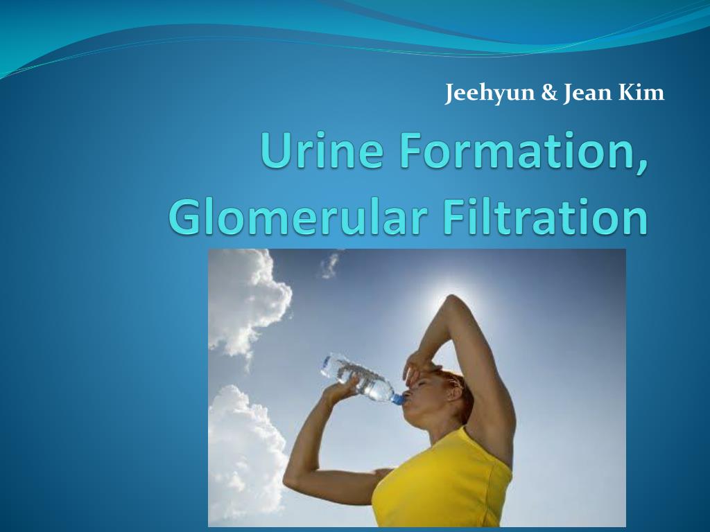 PPT - Urine Formation, Glomerular Filtration PowerPoint Presentation ...