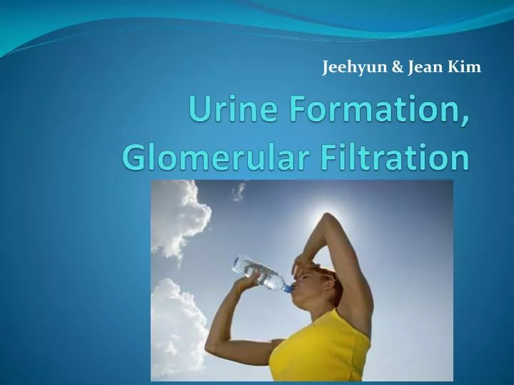 urine formation glomerular filtration
