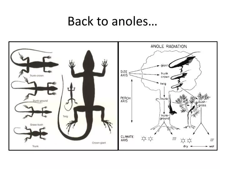back to anoles