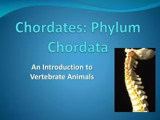 Chordates: Phylum Chordata