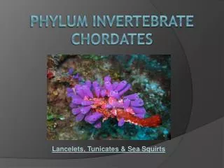 Phylum Invertebrate Chordates
