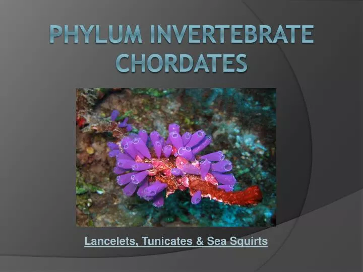 lancelets tunicates sea squirts