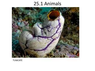 25 1 animals