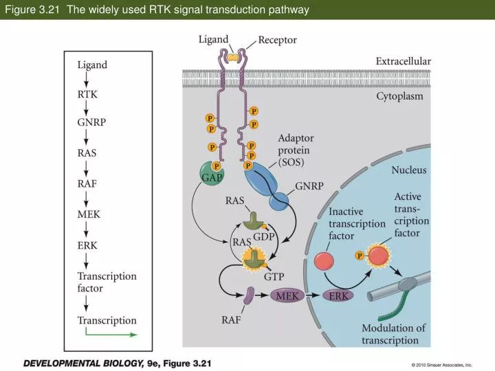 figure 3 21 the widely used rtk signal transduction pathway