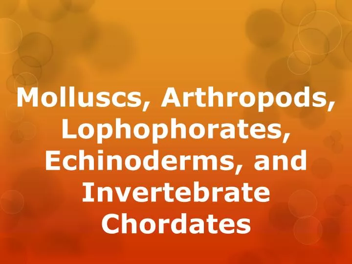 molluscs arthropods lophophorates echinoderms and invertebrate chordates