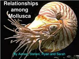 Relationships among Mollusca