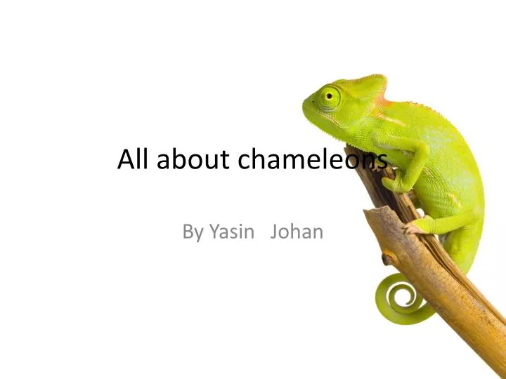 all about chameleons