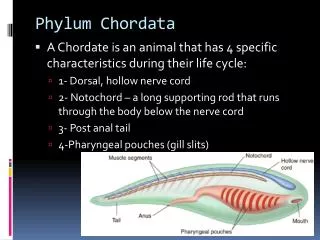 Phylum Chordata