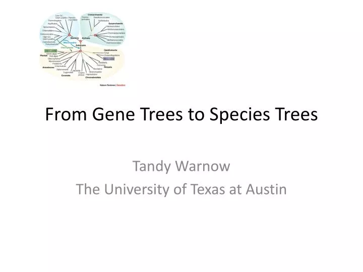 from gene trees to species trees