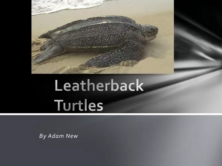 leatherback turtles