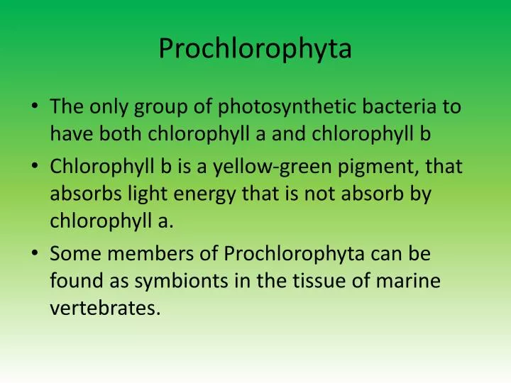 prochlorophyta