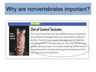 Why are nonvertebrates important?