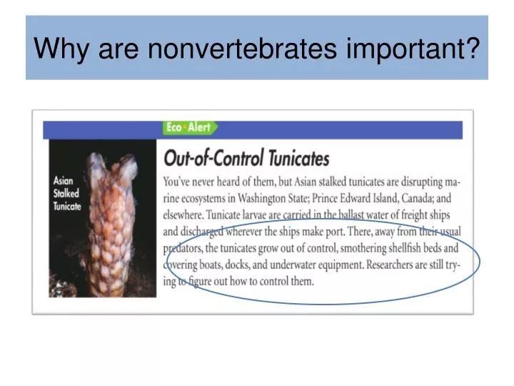 why are nonvertebrates important