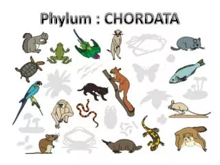 Phylum : CHORDATA