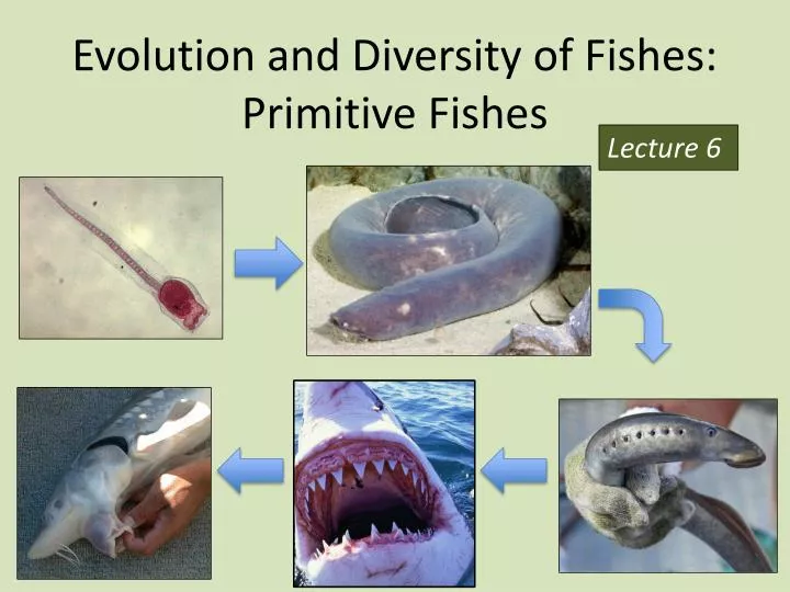 evolution and diversity of fishes primitive fishes