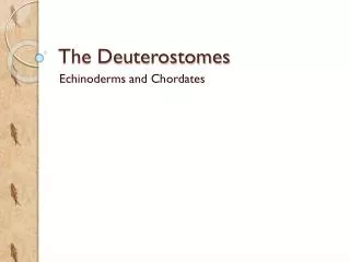 The Deuterostomes