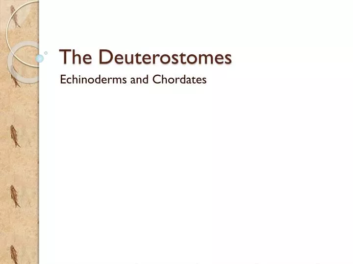 the deuterostomes