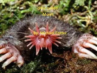 Star-nosed Moles By : Michael Cotter