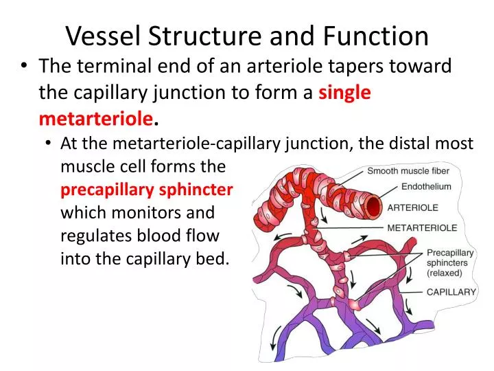 vessel structure and function