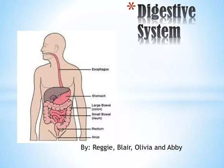 digestive system