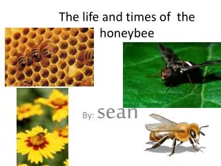 The life and times of the honeybee
