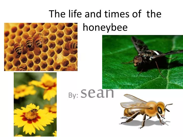 the life and times of the honeybee