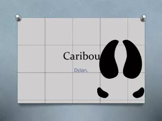 Caribou