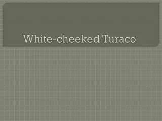 white cheeked turaco