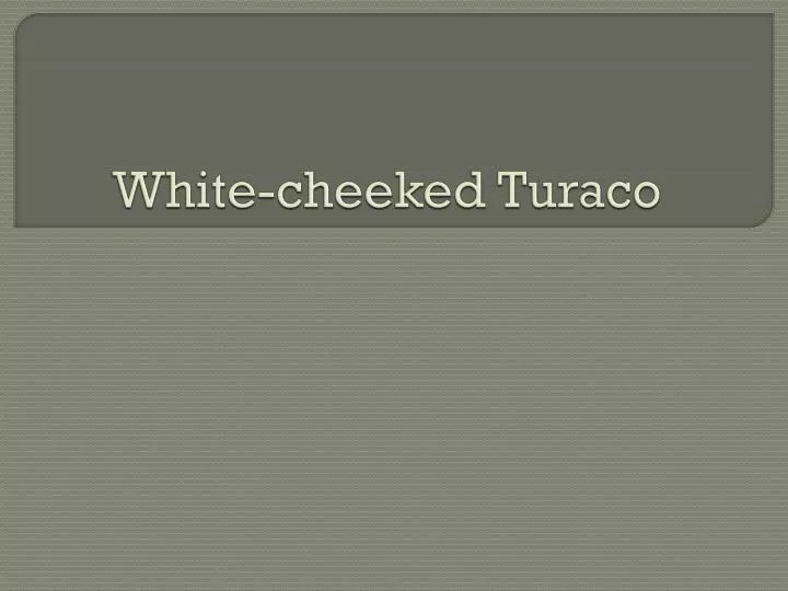 white cheeked turaco