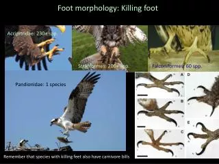Foot morphology: Killing foot
