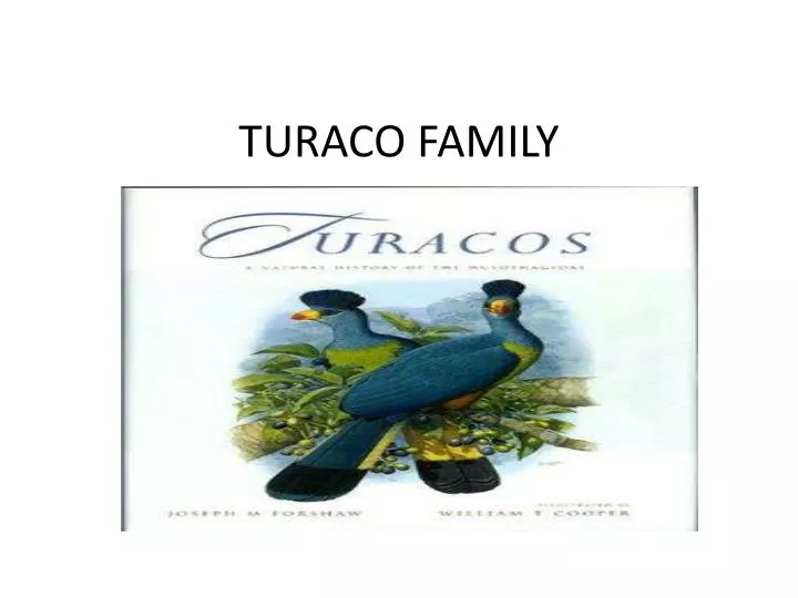 turaco family