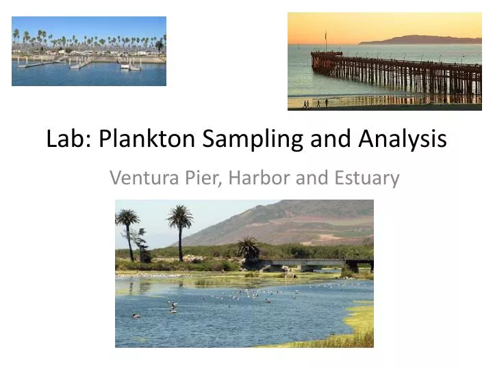lab plankton sampling and analysis