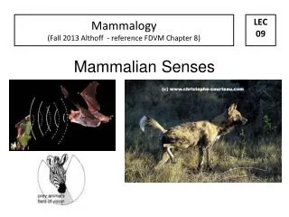 Mammalian Senses