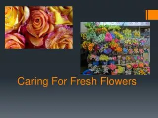 Caring For Fresh Flowers