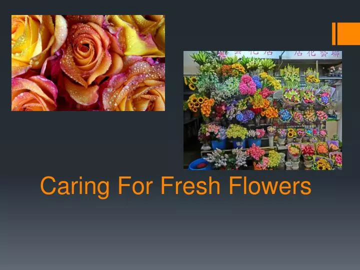 caring for fresh flowers