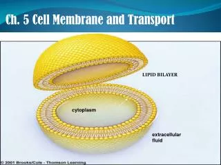 Ch. 5 Cell Membrane and Transport