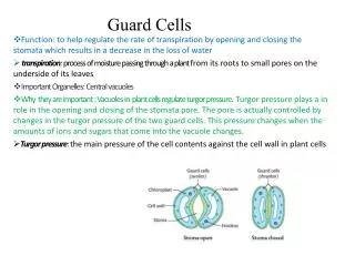 Guard Cells