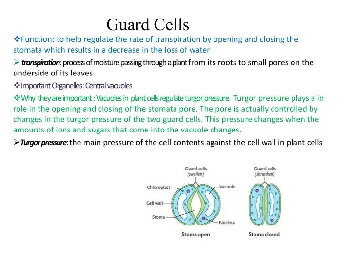 guard cells