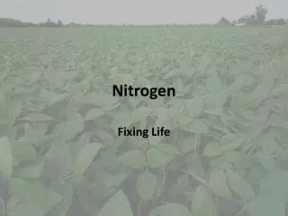 Nitrogen