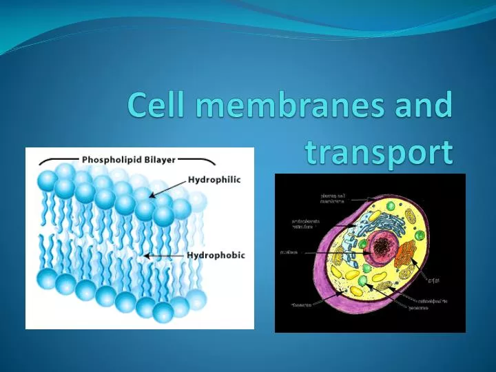 cell membranes and transport