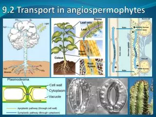 9.2 Transport in angiospermophytes