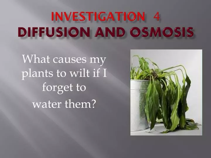 investigation 4 diffusion and osmosis